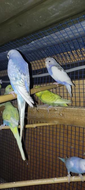 Spangle Budgies - thumbnail 2