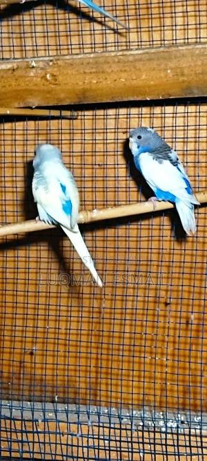 Blue Young Parrot - thumbnail 2