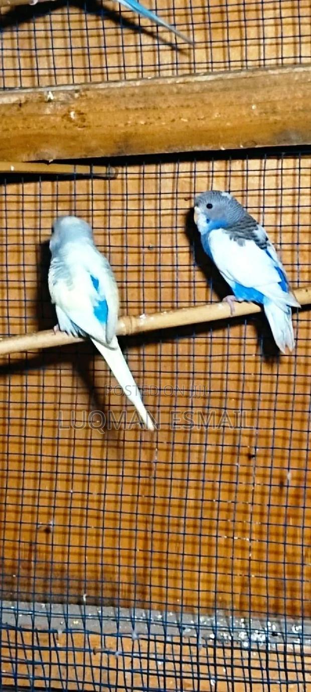 Blue Young Parrot - main view