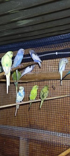 Matured Budgies - thumbnail 2