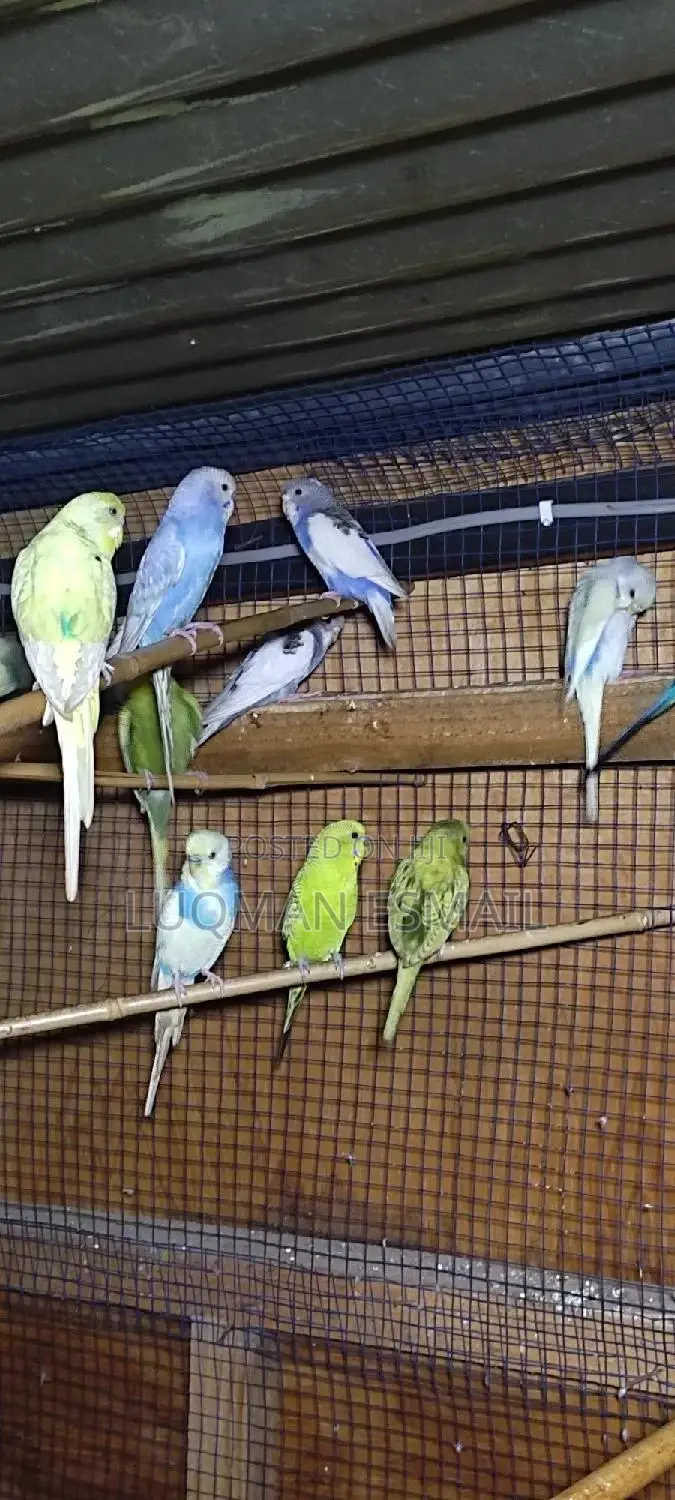 Matured Budgies