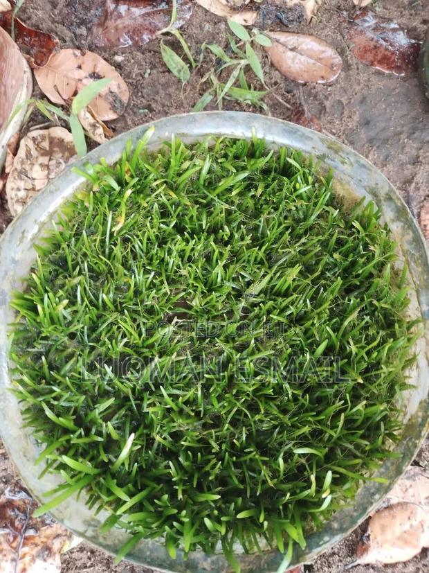 Live Aquariums Plants - thumbnail 3