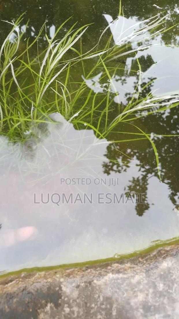 Live Aquariums Plants - thumbnail 4