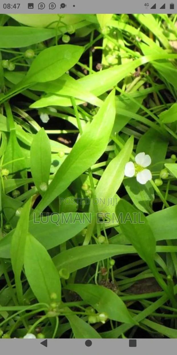 Live Aquariums Plants - thumbnail 5