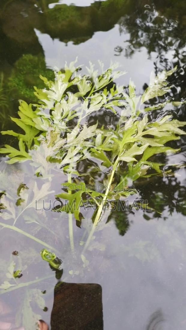 Live Aquariums Plants - thumbnail 6