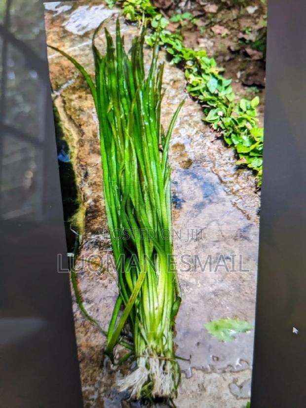 Live Aquariums Plants - thumbnail 7