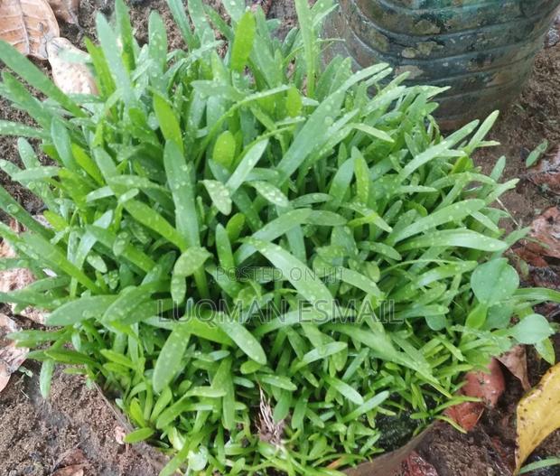 Live Aquariums Plants - thumbnail 8