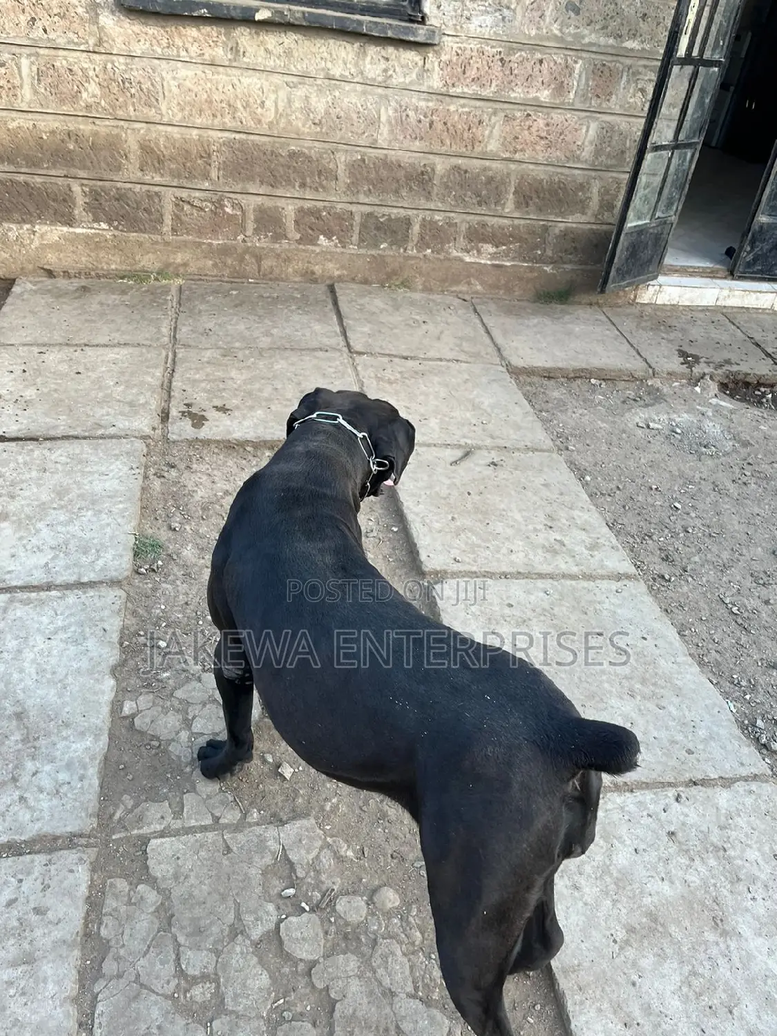 1+ year Female Purebred Boerboel