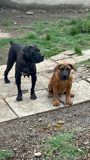 1+ year Female Purebred Boerboel