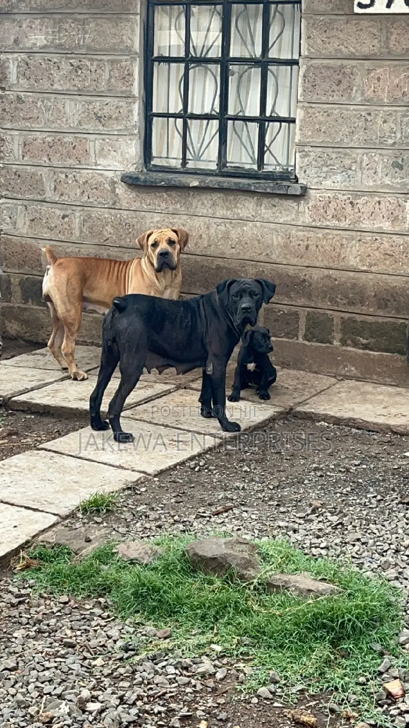 1+ year Female Purebred Boerboel