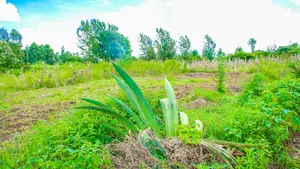 Prime Residential Plot in Kikuyu, Gikambura for Sale.
