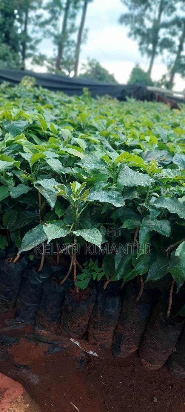 Coffee, Grafted Ruiru 11 - thumbnail 3