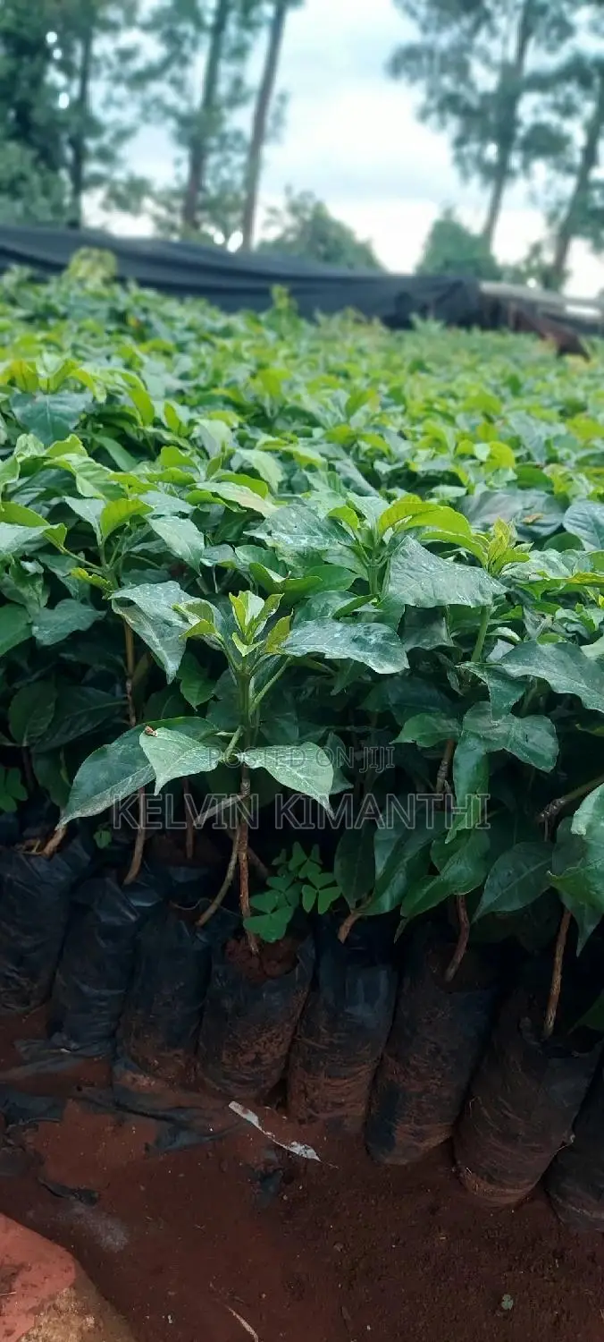 Coffee, Grafted Ruiru 11