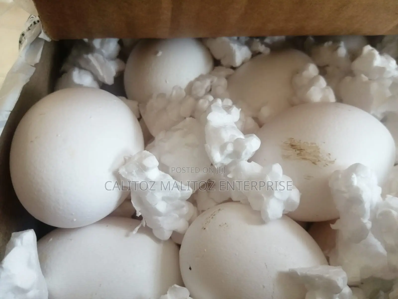 White Leghorn Eggs