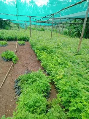 Grevillea/ Mukima Seedlings and Seeds
