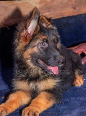 1-3 months Male Purebred German Shepherd - thumbnail 2