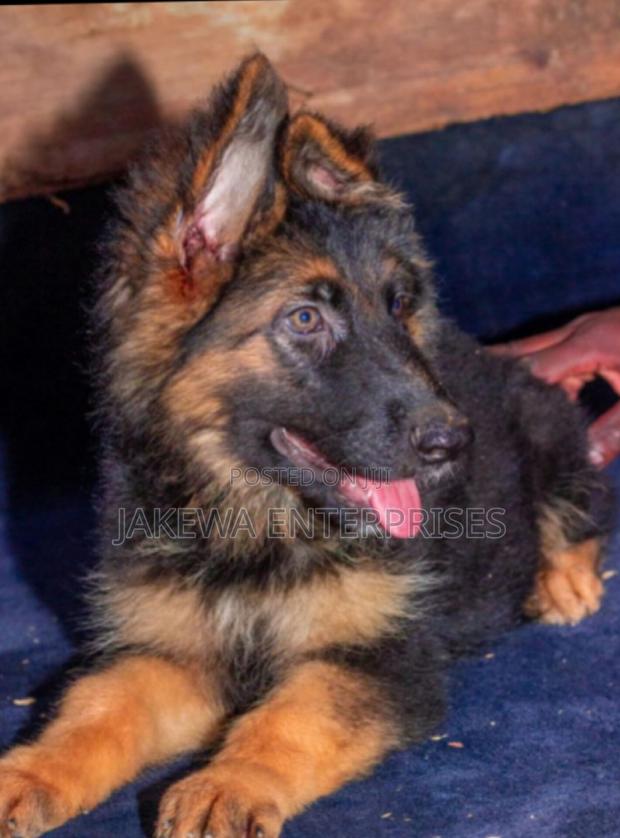 1-3 months Male Purebred German Shepherd - main view