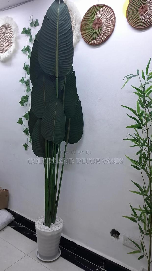 1.8m Banana Plant