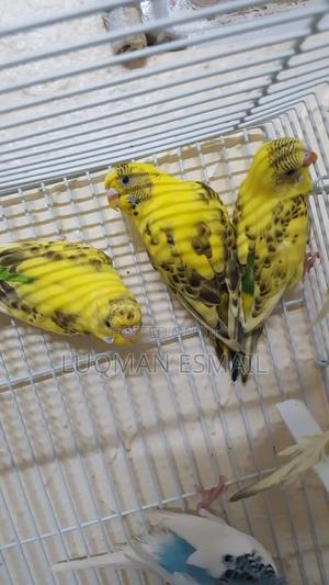 Yellow Female Budgies - thumbnail 2