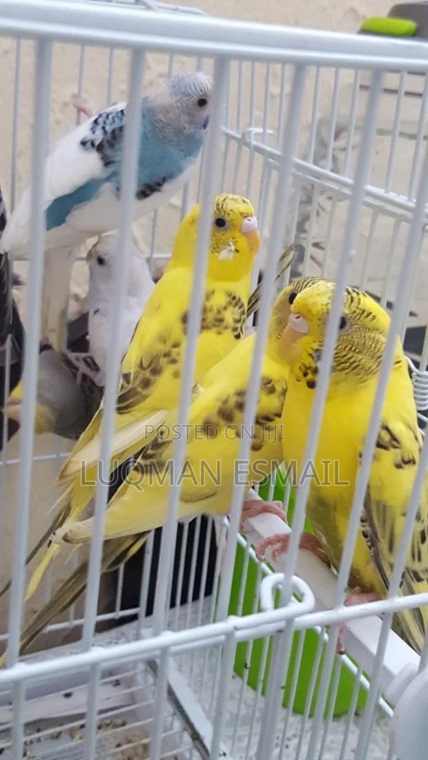 Yellow Female Budgies - thumbnail 3