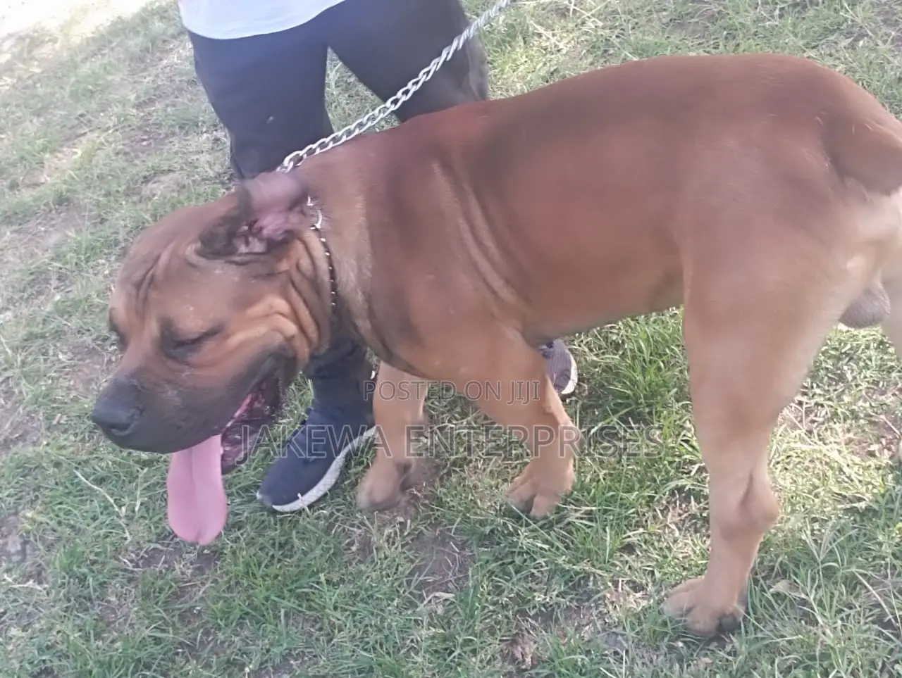 1-3 months Male Purebred Boerboel