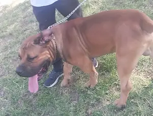 1-3 months Male Purebred Boerboel