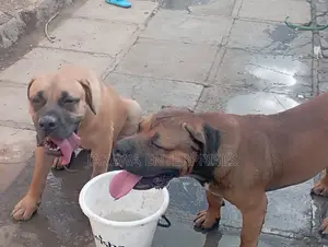 1-3 months Female Purebred Boerboel