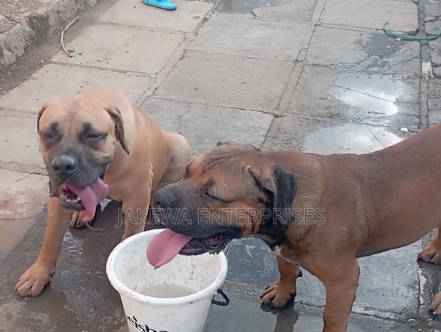 1-3 months Female Purebred Boerboel