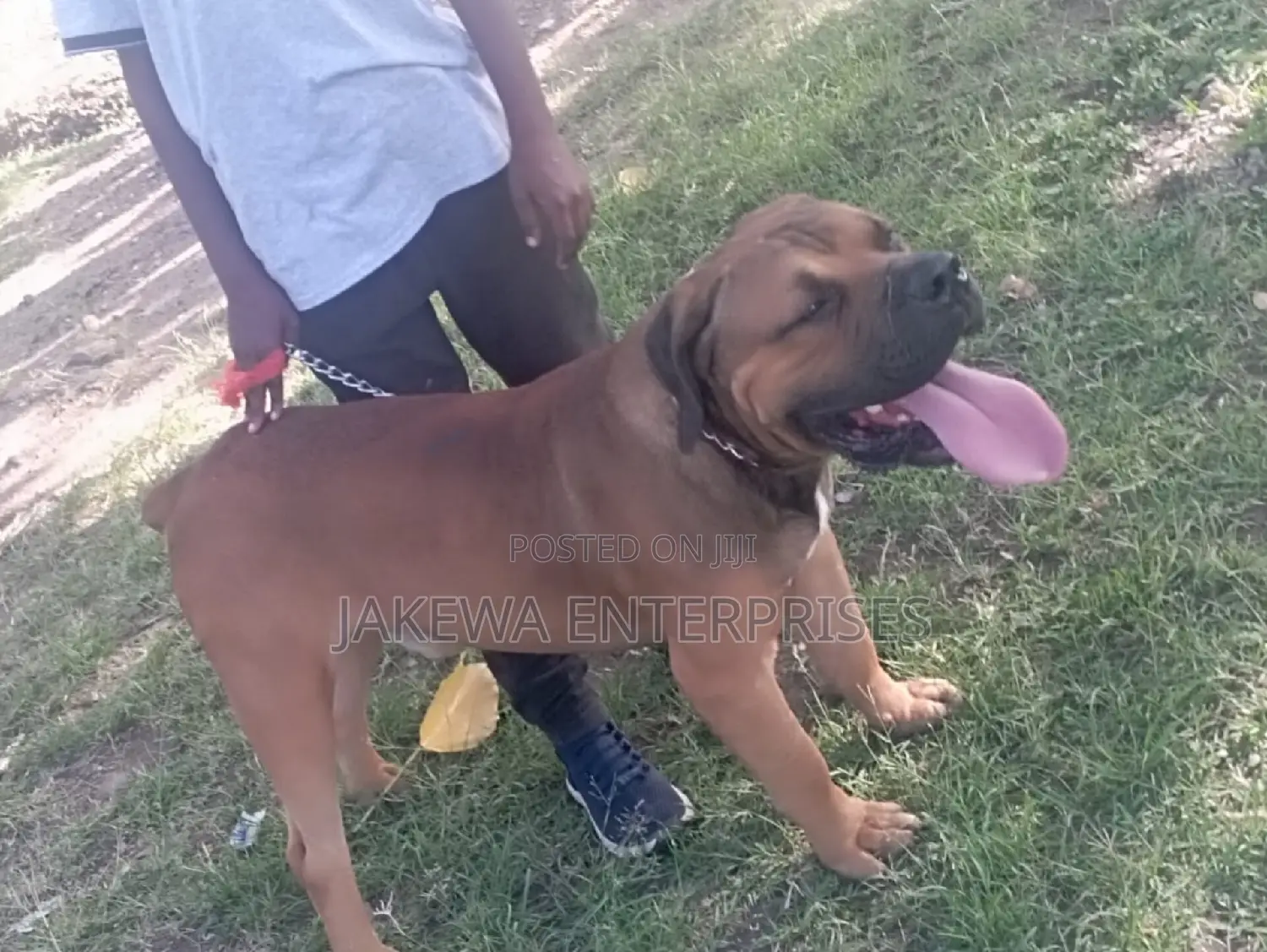 1-3 months Male Purebred Boerboel