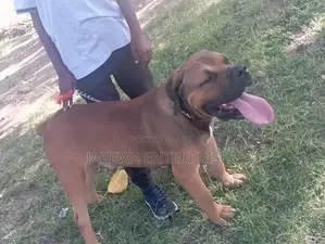 1-3 months Male Purebred Boerboel