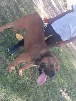 1-3 months Male Purebred Boerboel