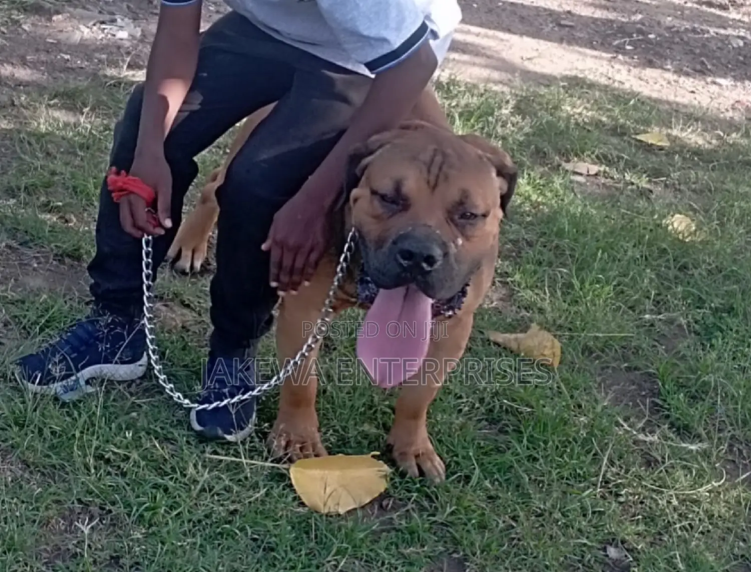 1-3 months Male Purebred Boerboel