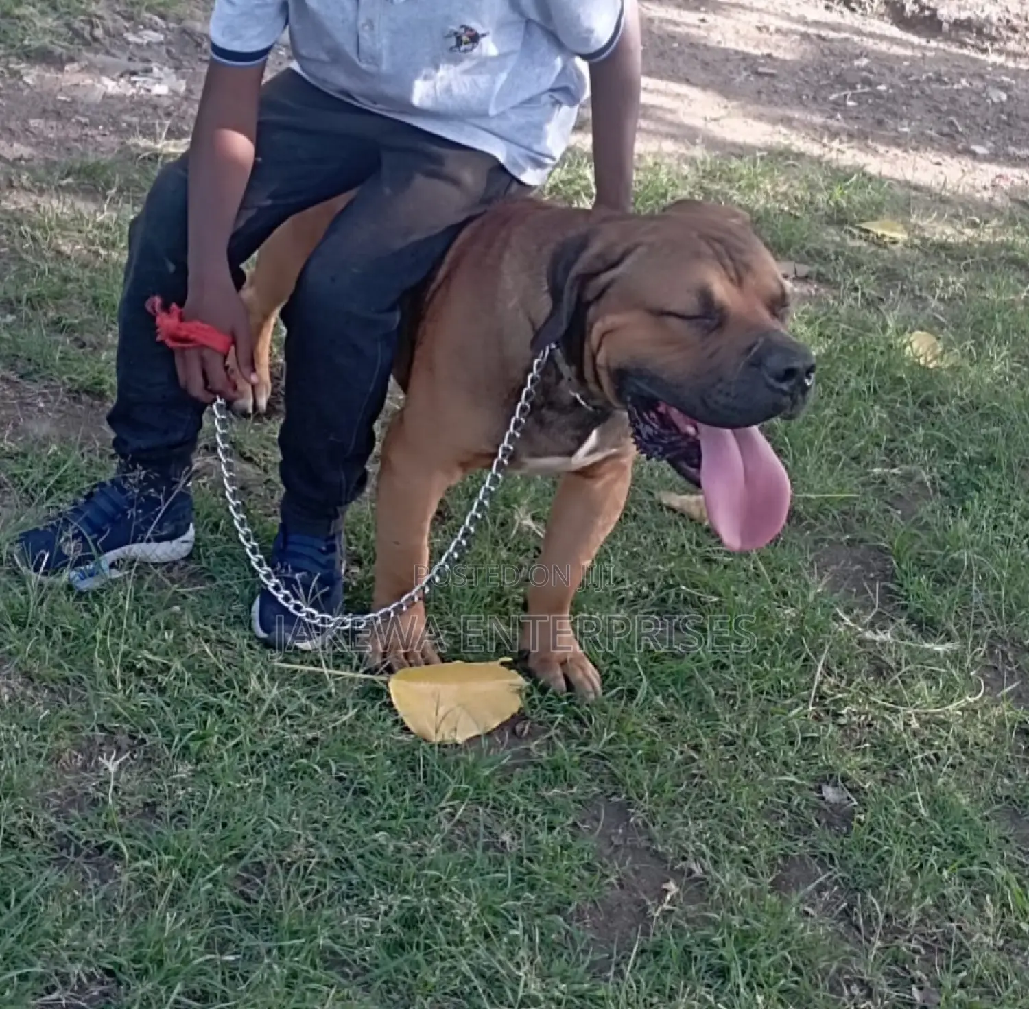 1-3 months Male Purebred Boerboel