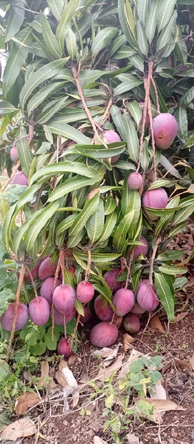 Tommy Mangoes Seedlings - main view