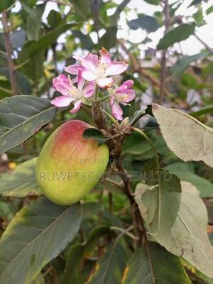 Quality Apples - thumbnail 2