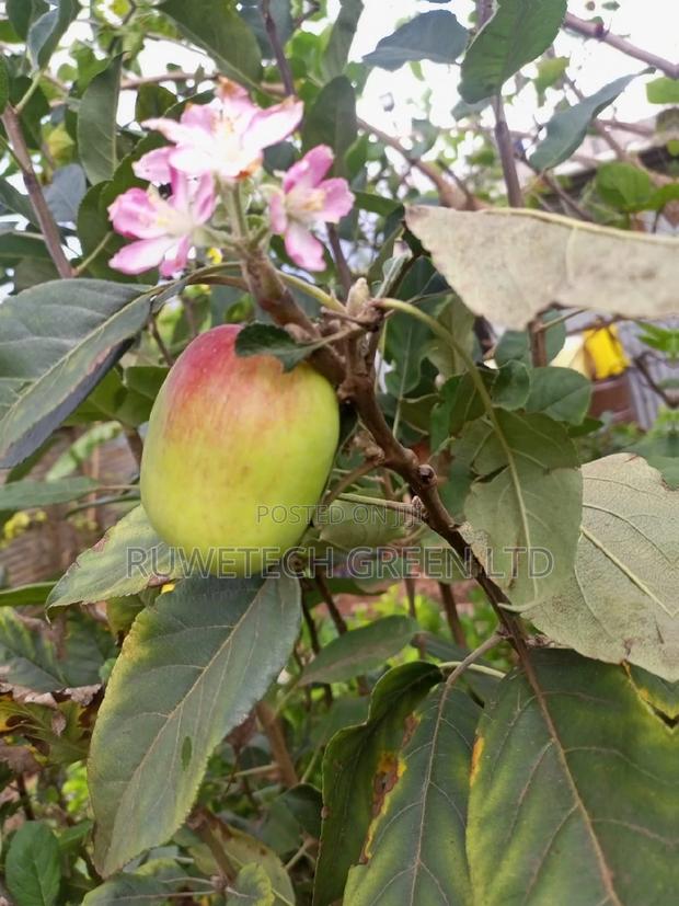 Quality Apples - thumbnail 3