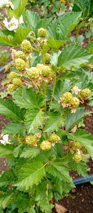 Semi - Erectile Blackberry - thumbnail 2