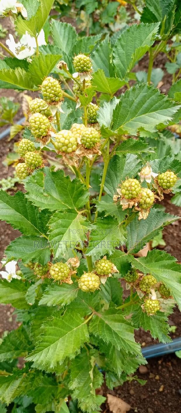 Semi - Erectile Blackberry - main view