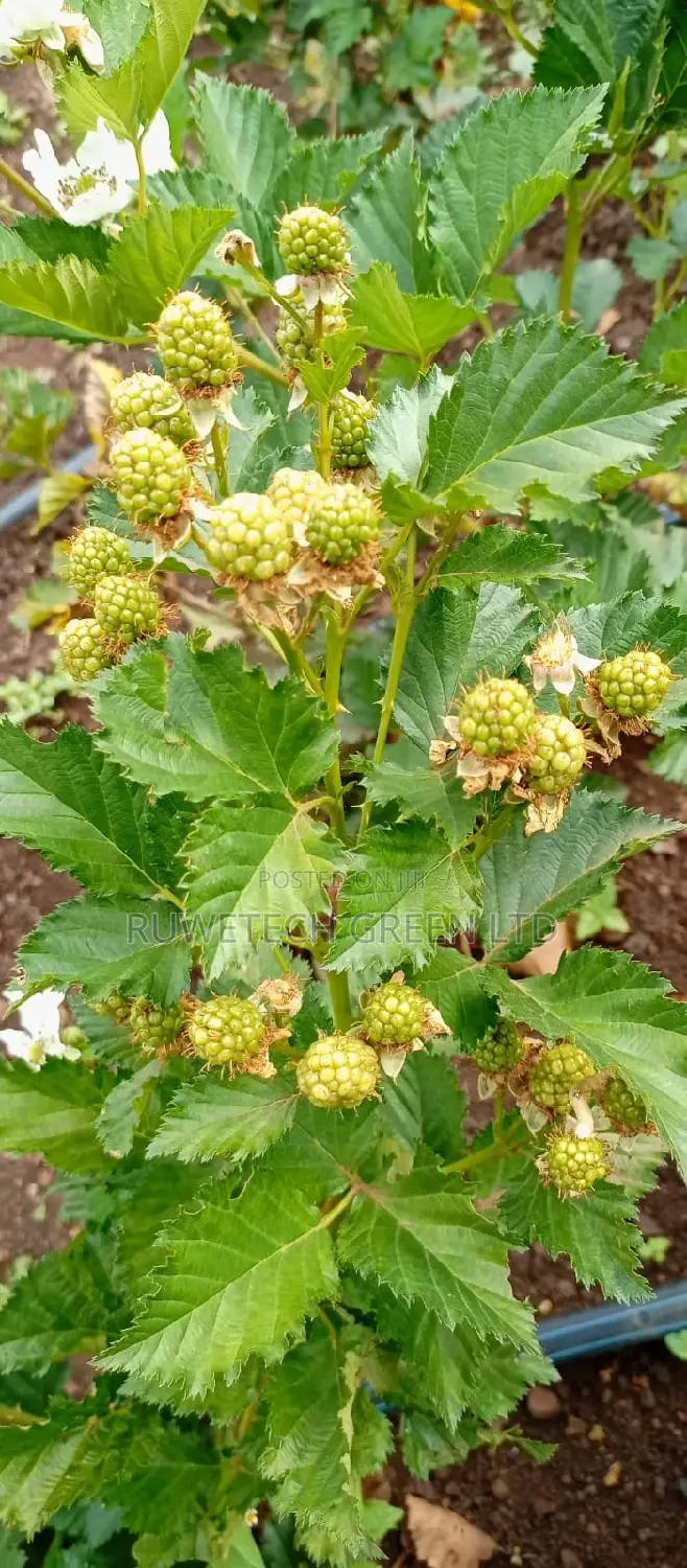 Semi - Erectile Blackberry