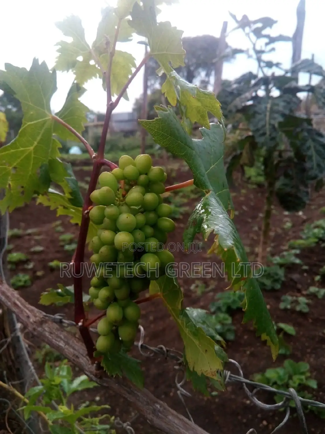 White Grapes