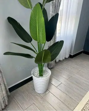 1.8m KSH 7500 Banana Plant