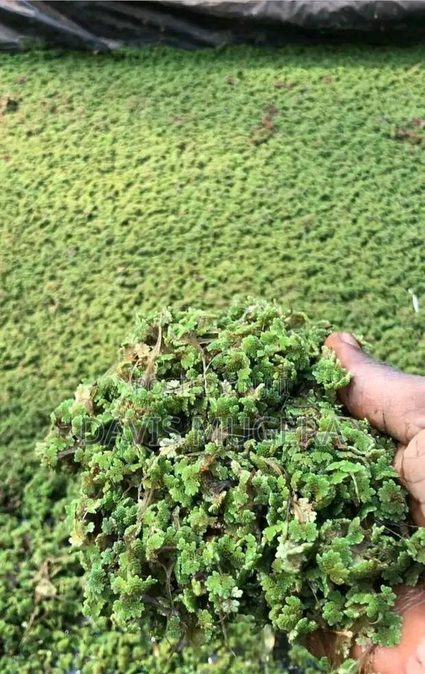 Azolla Starter Kit - 3kg - thumbnail 3