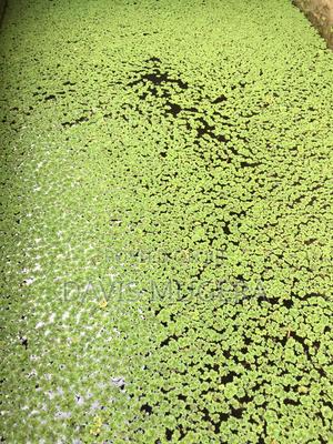 Azolla Starter Kit - 3kg - thumbnail 2