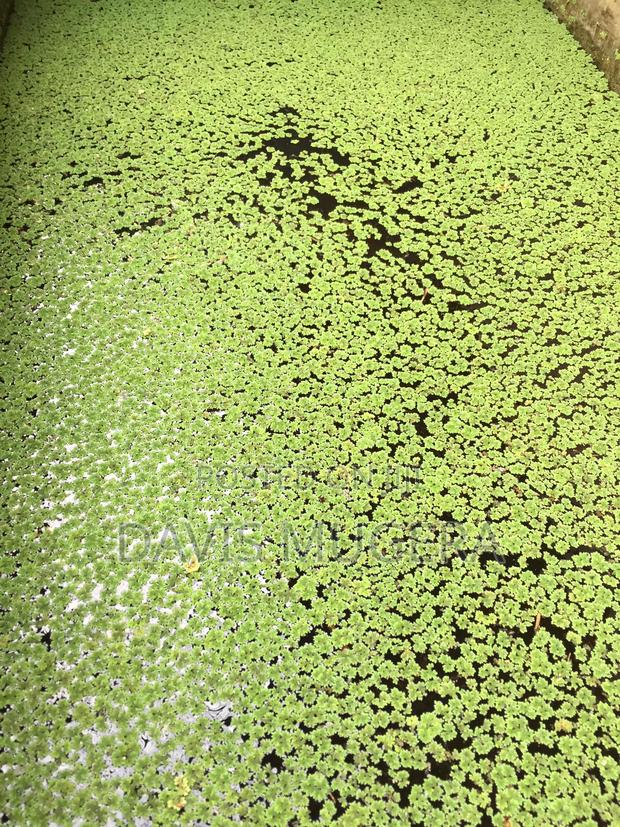 Azolla Starter Kit - 3kg - main view