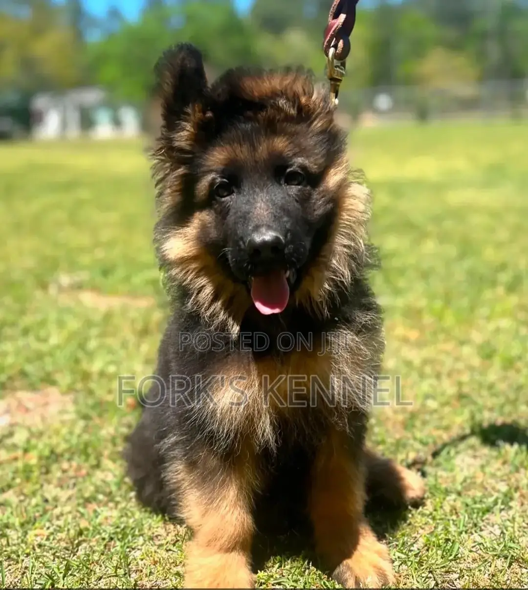 1-3 months Female Purebred German Shepherd