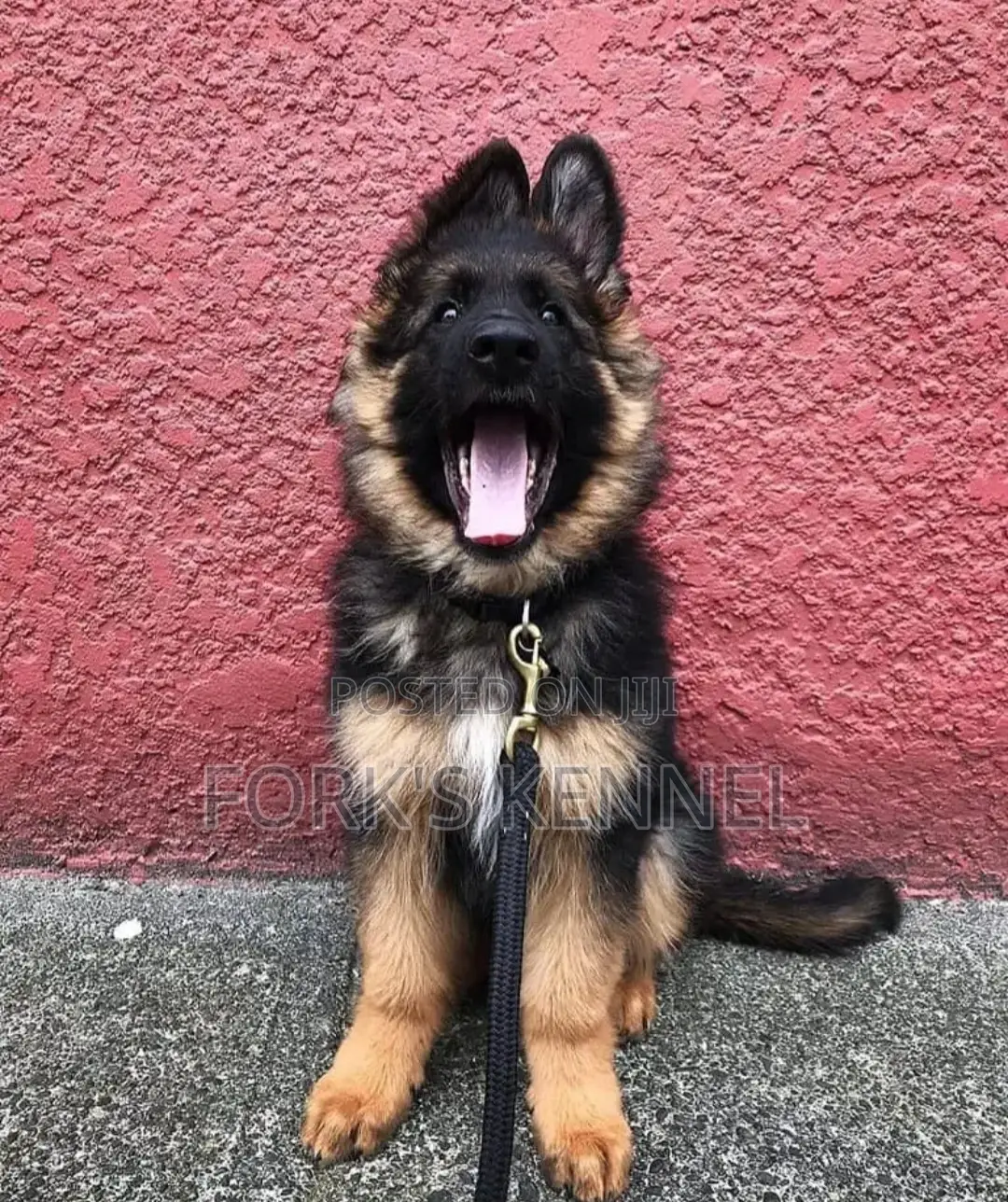 1-3 months Female Purebred German Shepherd