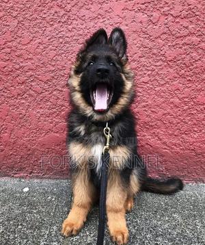 1-3 months Female Purebred German Shepherd - thumbnail 2