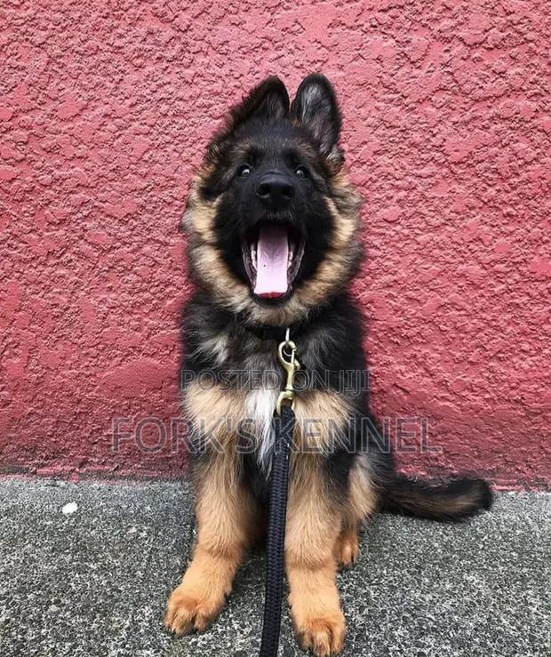 1-3 months Female Purebred German Shepherd - main view