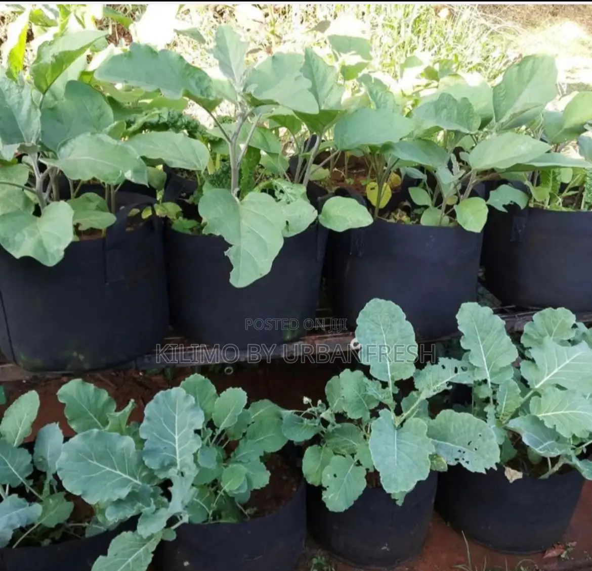 30 KGS Planting / Grower Bags