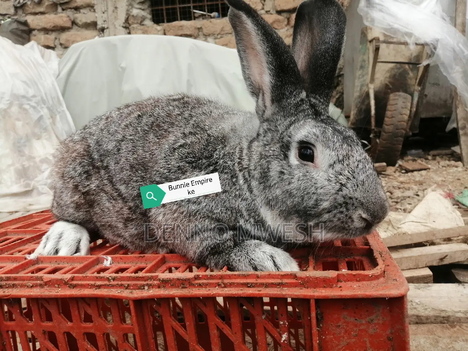Rabbits /Hybrid